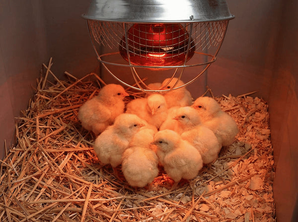Ampoule infrarouge rouge dans un réflecteur grillagé, chauffant des poussins sur de la paille